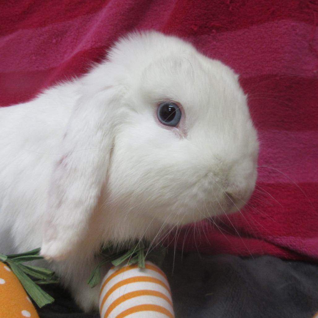 Cheyenne, Adoptable, Young Male Mini Lop.