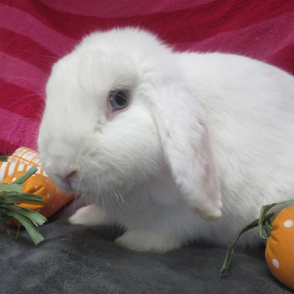 Enlarge Cheyenne, a Adoptable Mini Lop in Newport, PA image 2/6