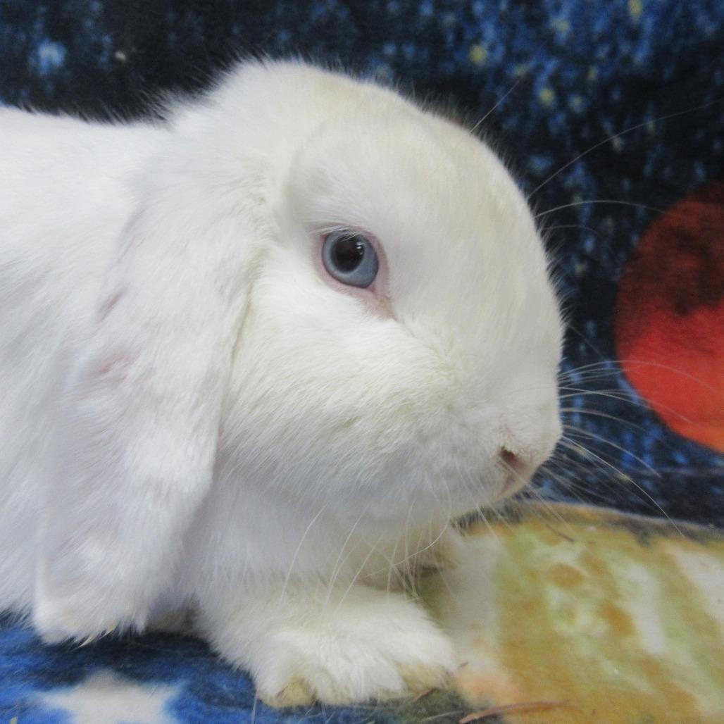 Enlarge Cheyenne, a Adoptable Mini Lop in Newport, PA image 3/6
