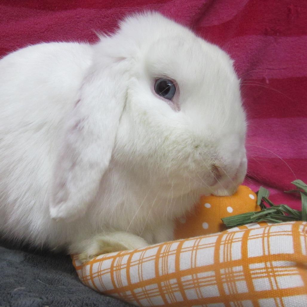 Enlarge Cheyenne, a Adoptable Mini Lop in Newport, PA image 4/6