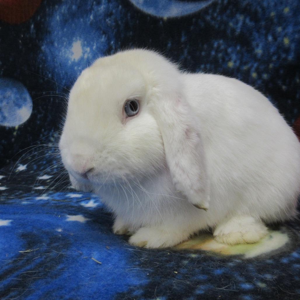 Enlarge Cheyenne, a Adoptable Mini Lop in Newport, PA image 5/6