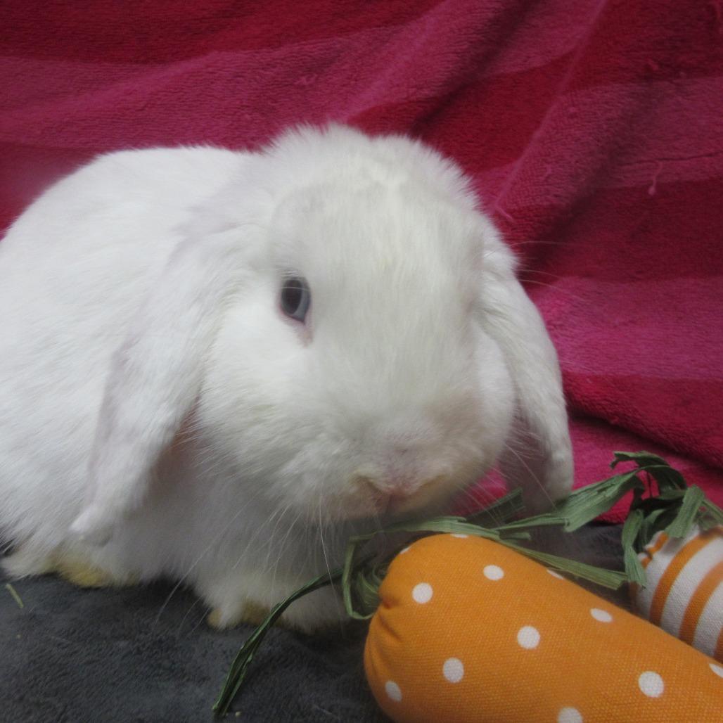 Enlarge Cheyenne, a Adoptable Mini Lop in Newport, PA image 6/6