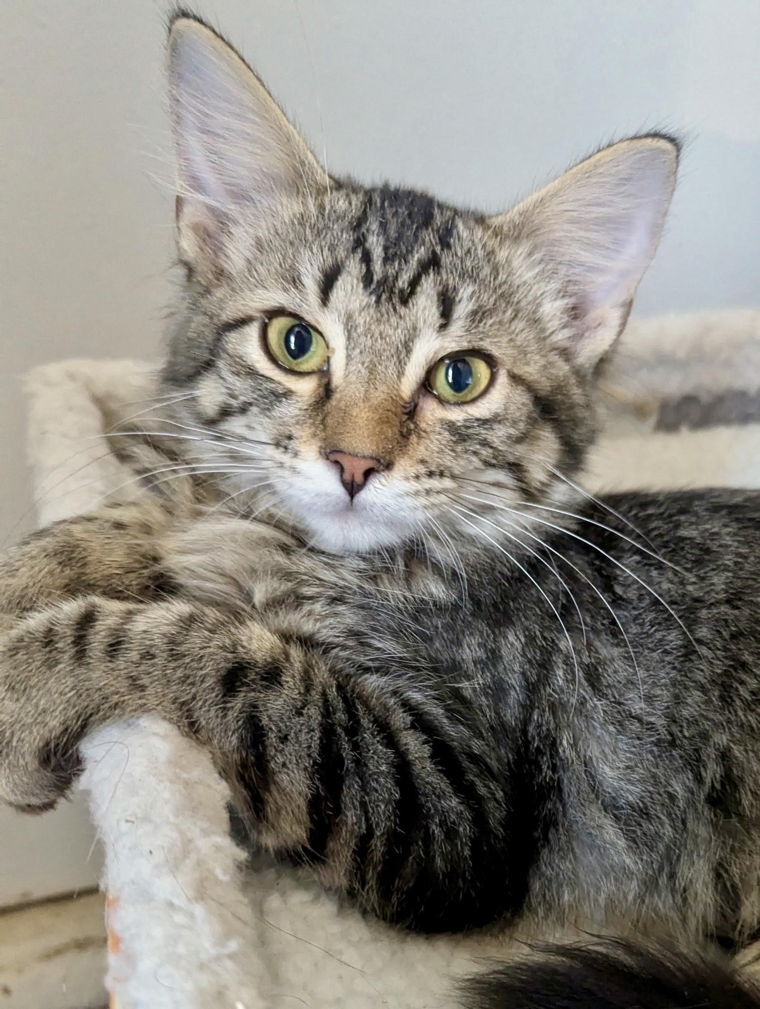 Enlarge Rigsby, a Adoptable Tabby in Jeffersonville, IN image 1/1