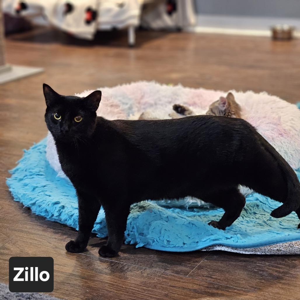 Enlarge Zillo, a Adoptable Domestic Short Hair in Nashville, TN image 2/2