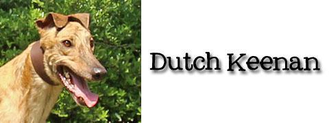 Dutch Keenan, Adopted, Senior Male Greyhound.