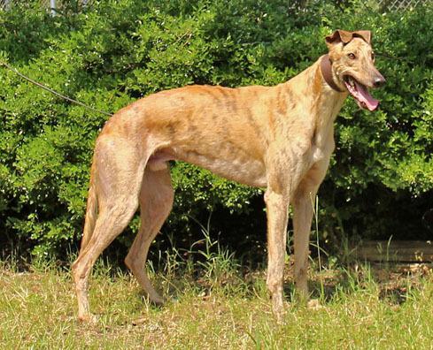 Enlarge Dutch Keenan, a Adopted Greyhound in Douglasville, GA image 2/3