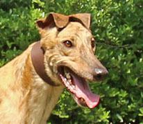Enlarge Dutch Keenan, a Adopted Greyhound in Douglasville, GA image 3/3