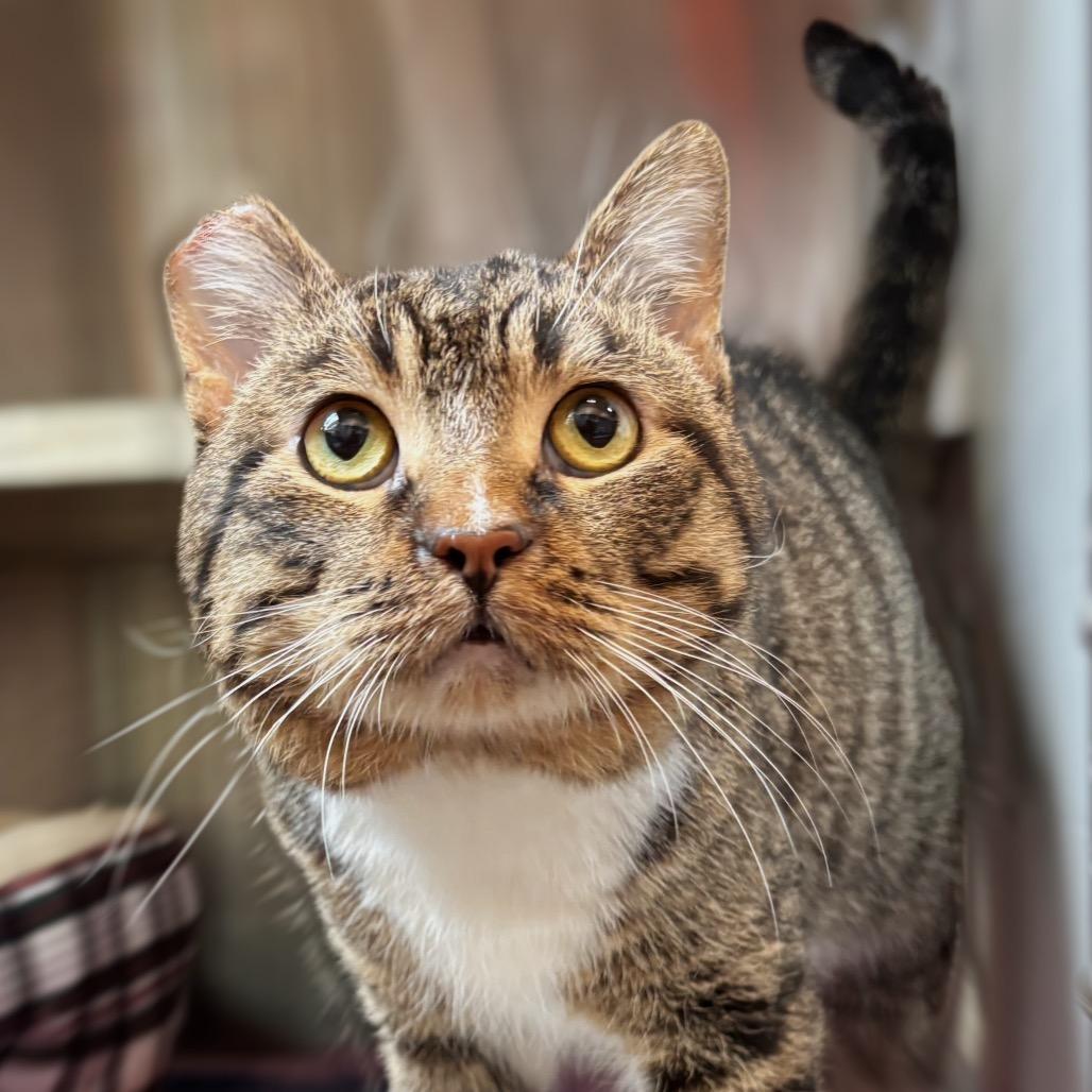 Enlarge Louie, a Adoptable Domestic Short Hair in Nashville, IN image 1/2