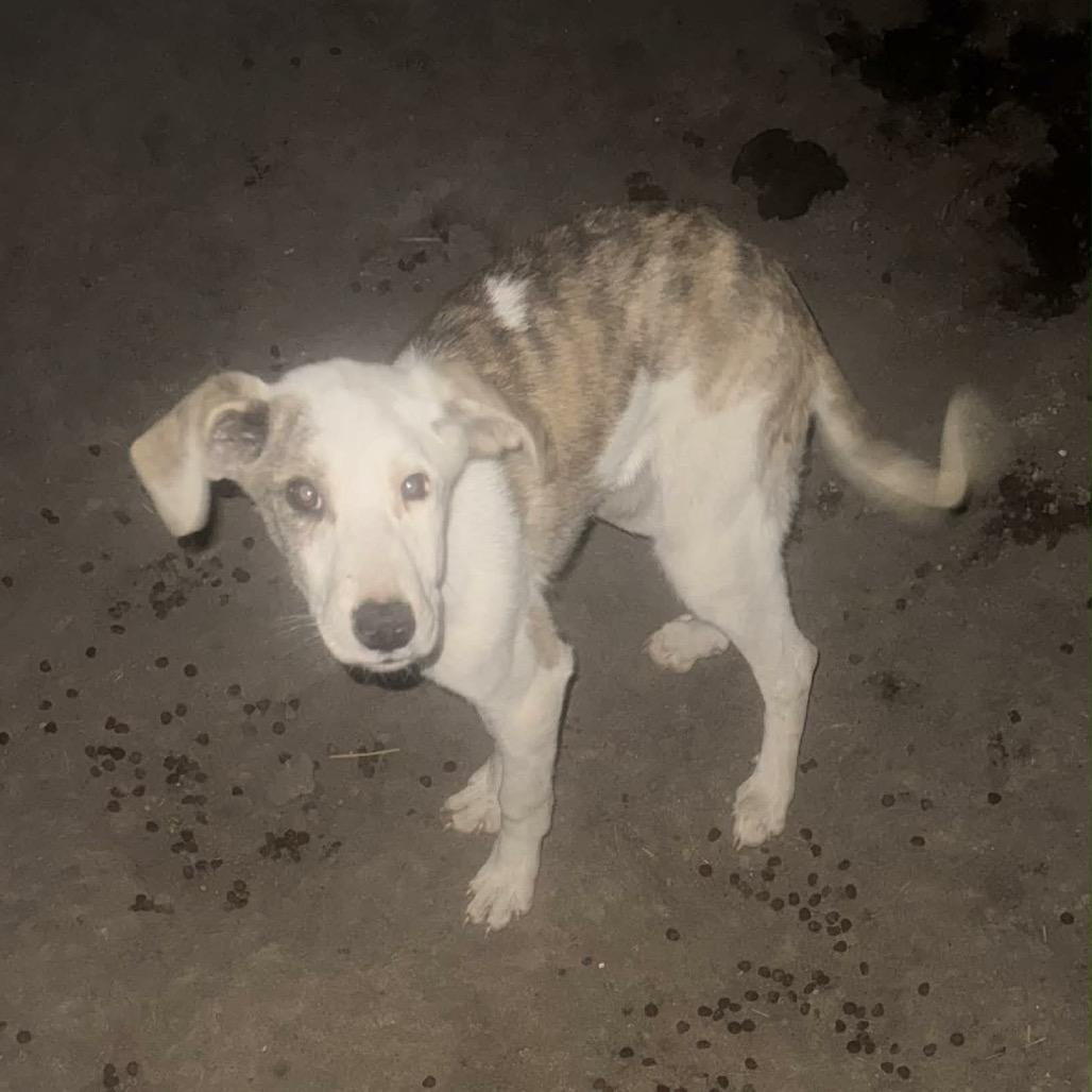 Ellie, Adoptable, Young Female Great Dane & Mixed Breed.