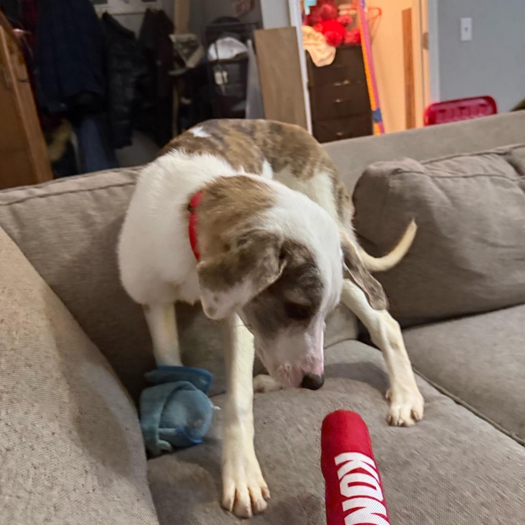 Enlarge Ellie, a Adoptable mixed breed in Kansas City, MO image 2/4