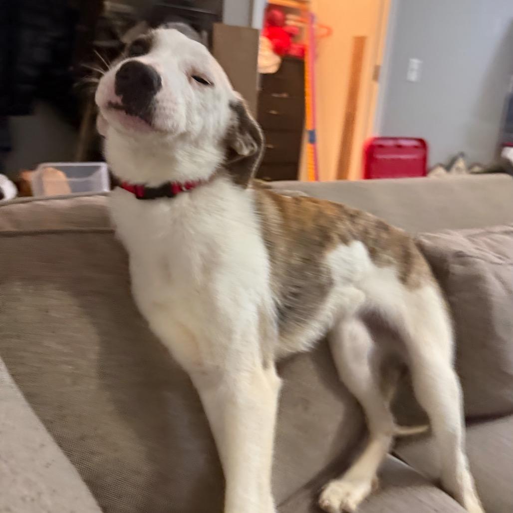 Enlarge Ellie, a Adoptable mixed breed in Kansas City, MO image 3/4