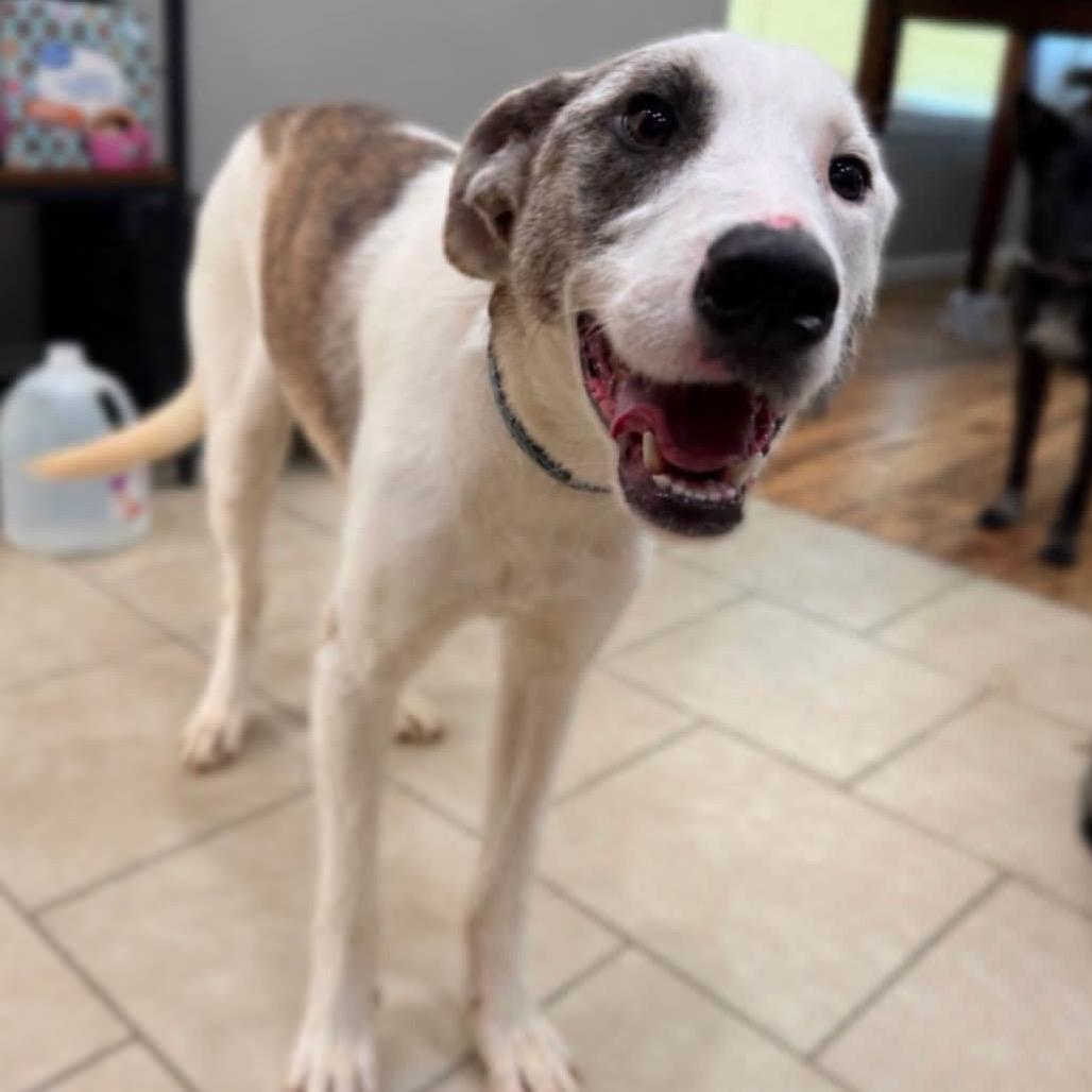 Enlarge Ellie, a Adoptable mixed breed in Kansas City, MO image 4/5
