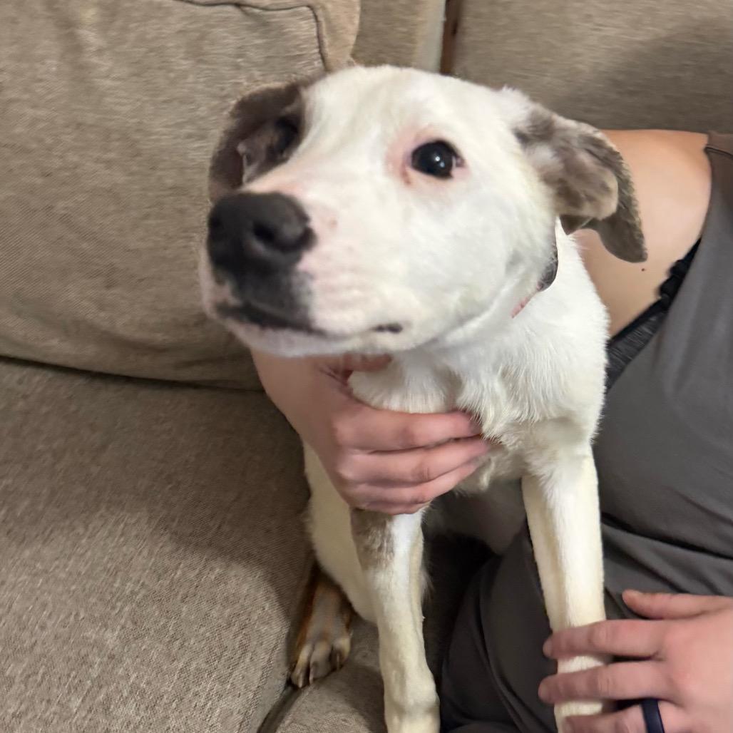 Enlarge Ellie, a Adoptable mixed breed in Kansas City, MO image 4/4