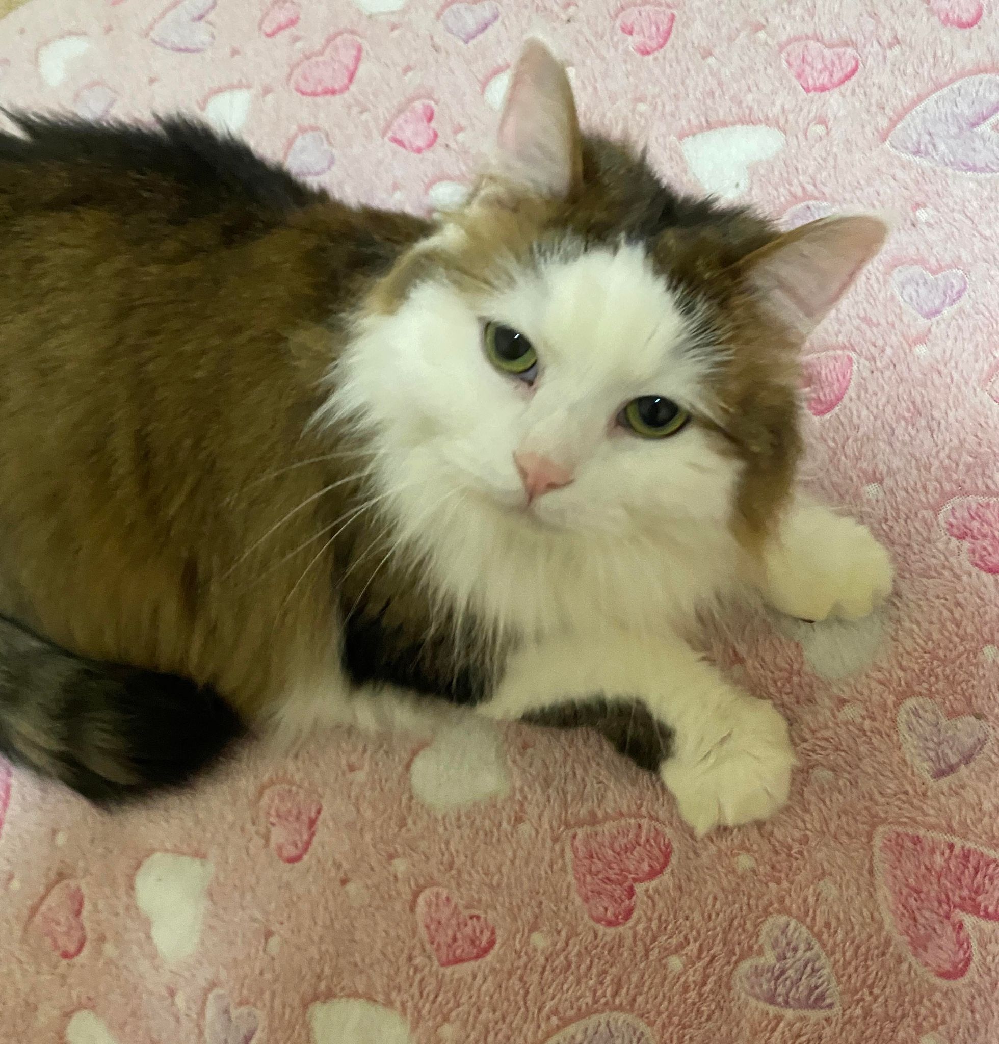Floof, a Adoptable Domestic Long Hair in Erie, PA image 1/12