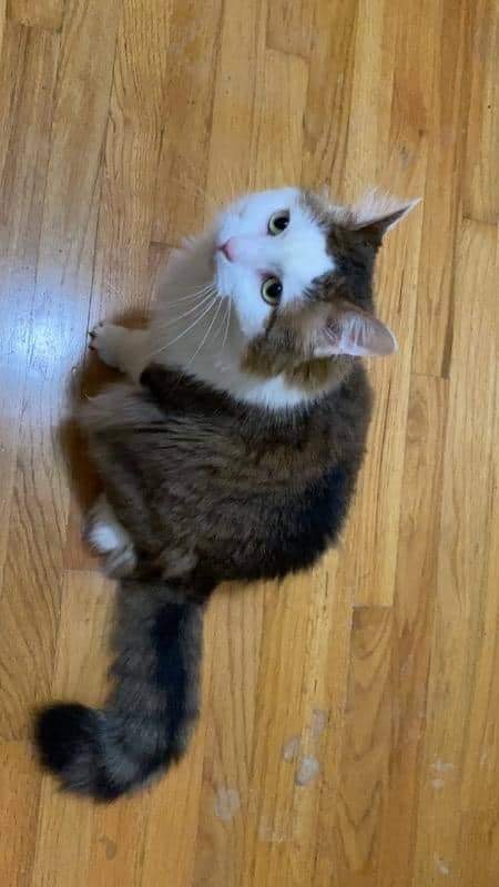 Floof, a Adoptable Domestic Long Hair in Erie, PA image 2/12