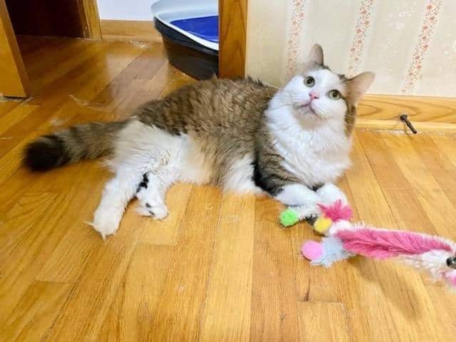 Floof, a Adoptable Domestic Long Hair in Erie, PA image 3/12