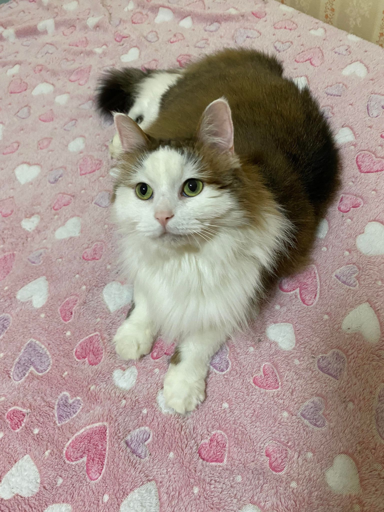 Floof, a Adoptable Domestic Long Hair in Erie, PA image 4/12