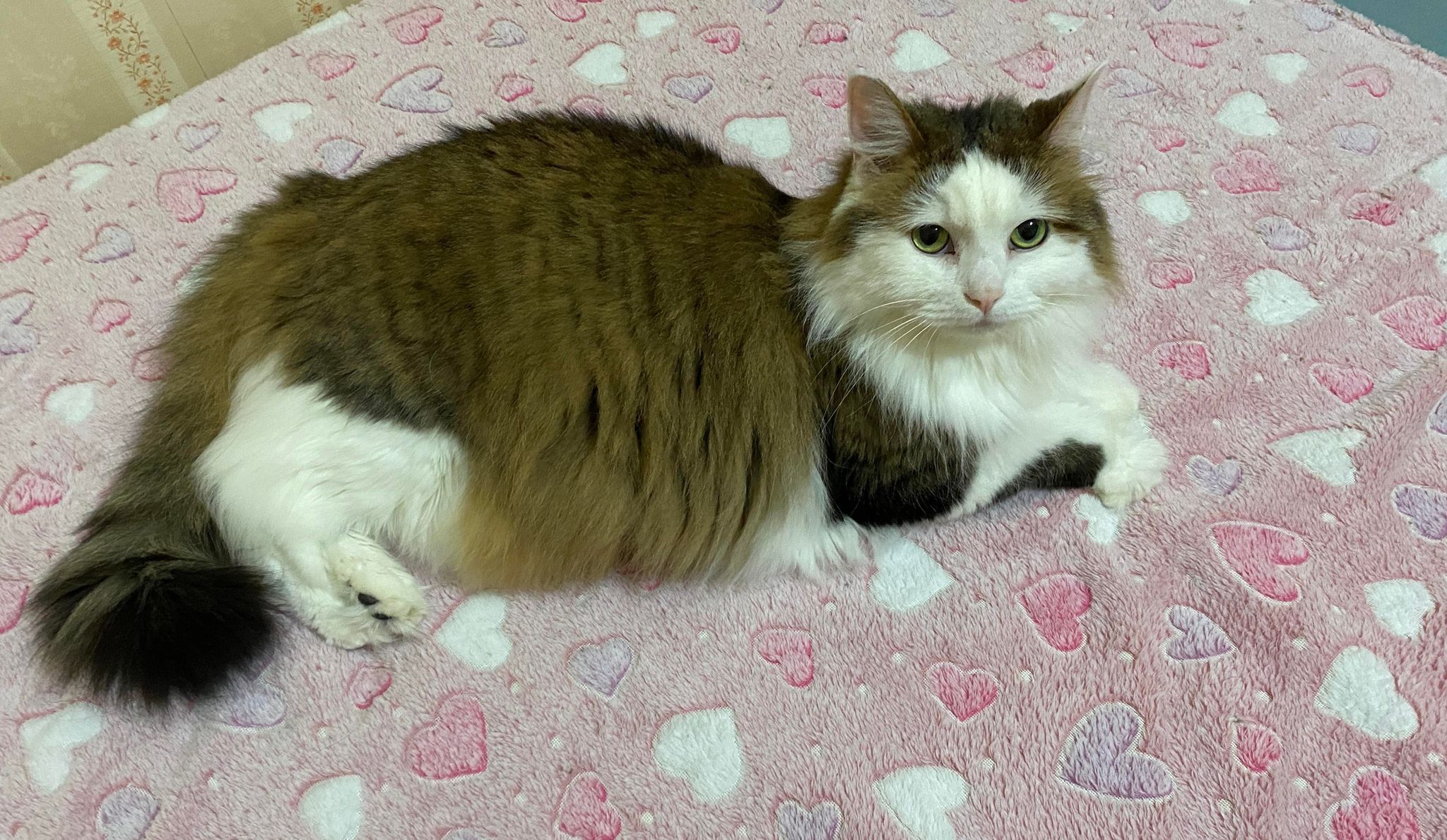Floof, a Adoptable Domestic Long Hair in Erie, PA image 5/12