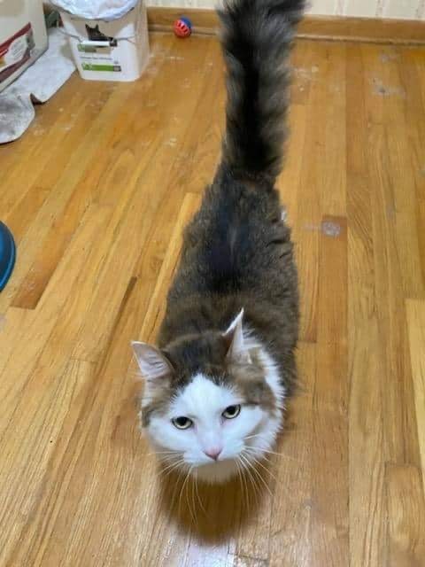 Floof, Adoptable, Adult Female Domestic Long Hair.