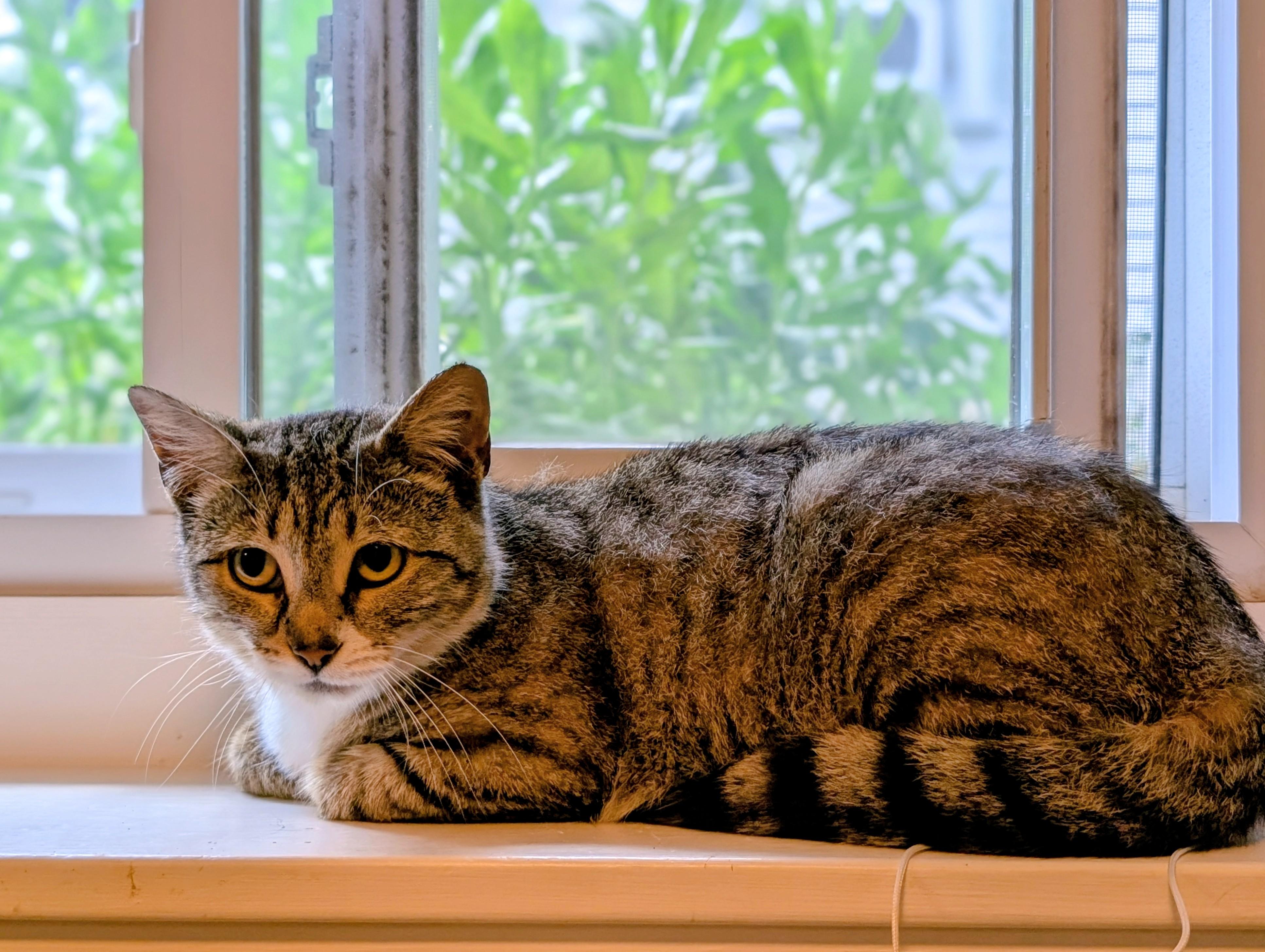 Enlarge Precious, a ADOPTABLE Tabby in Medford, MA image 2/3