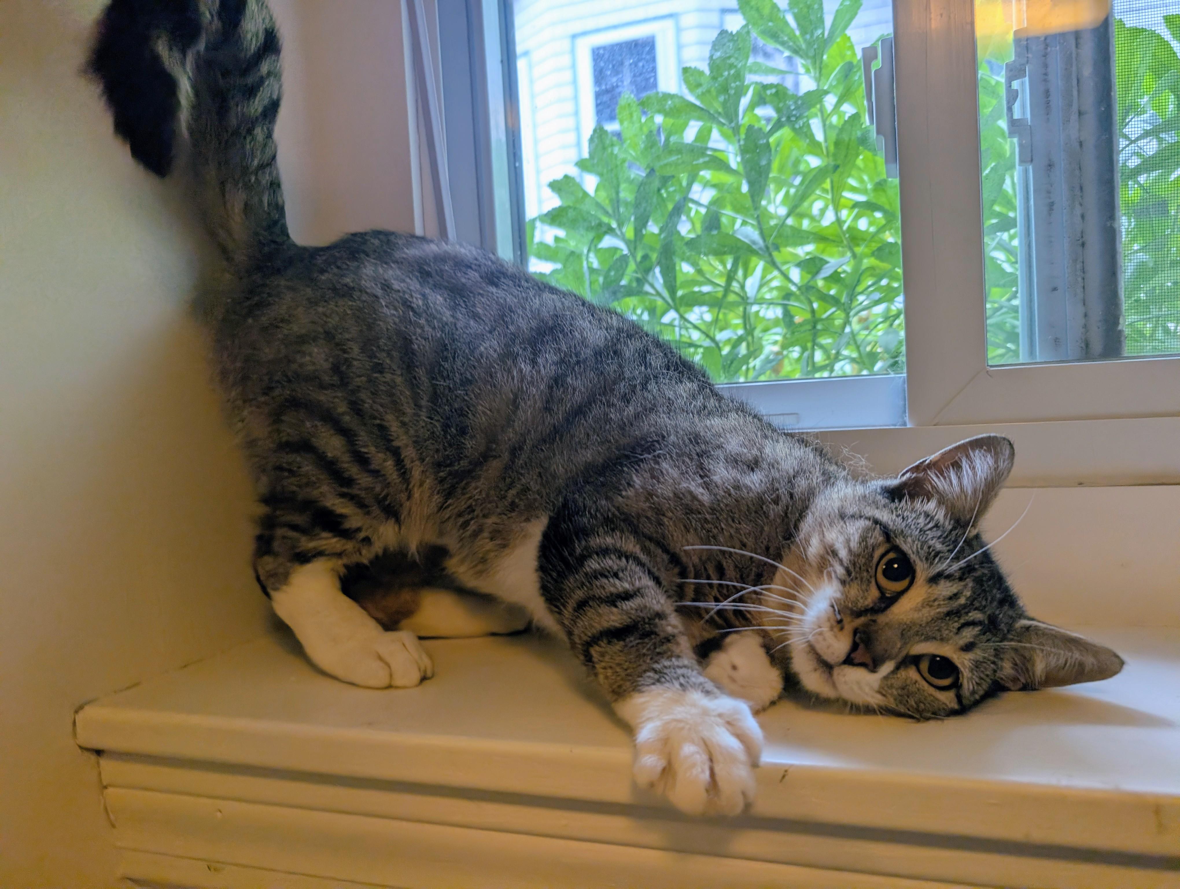 Precious, ADOPTABLE, Young Female Tabby.