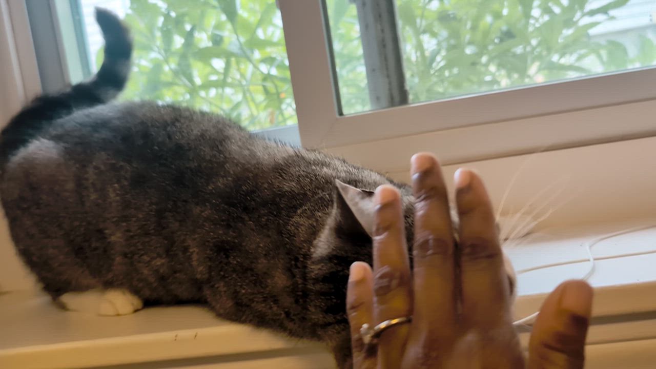 Enlarge Precious, a ADOPTABLE Tabby in Medford, MA video 3/3