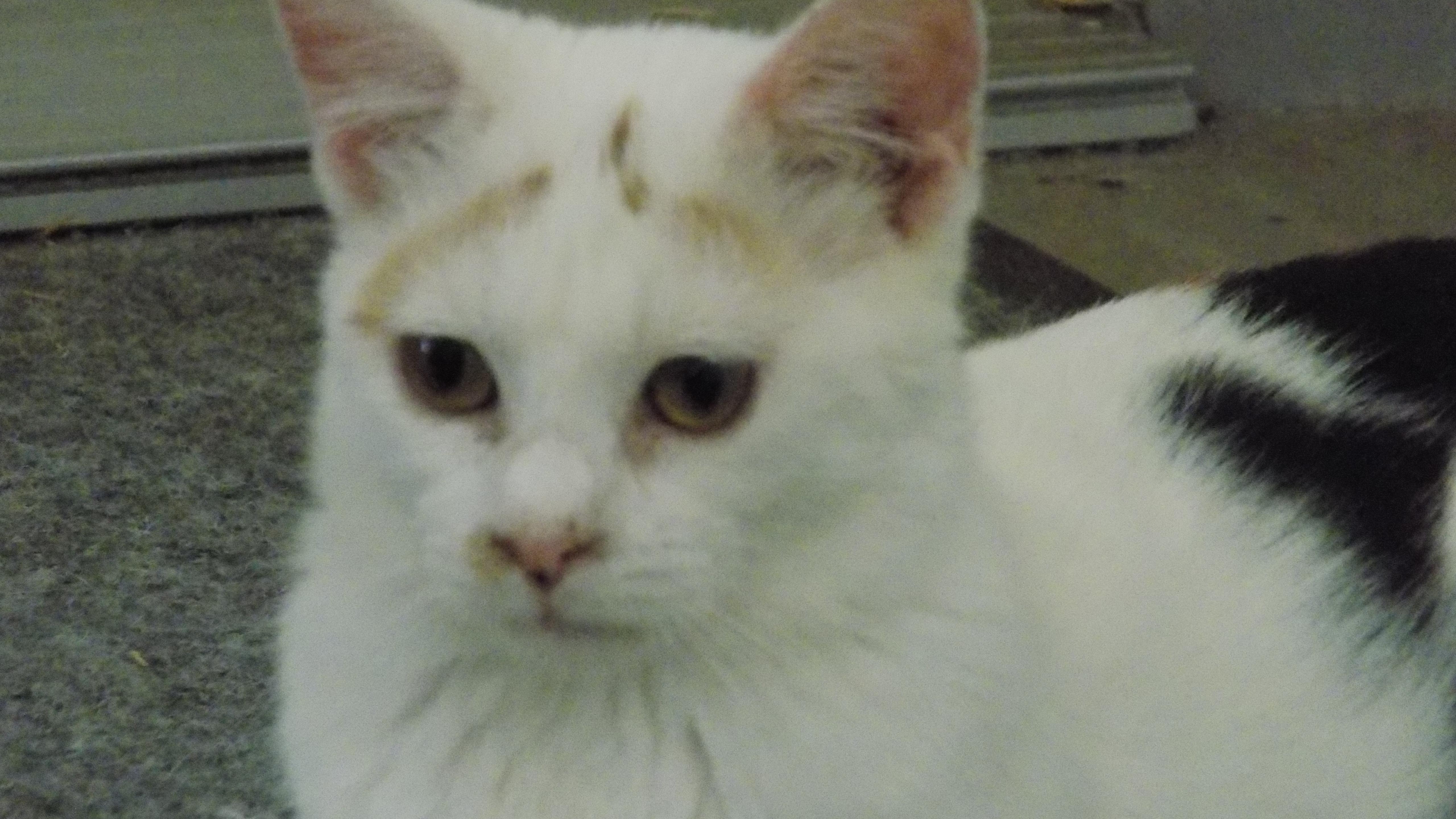 Carmel, Adoptable, Kitten Female Domestic Short Hair.