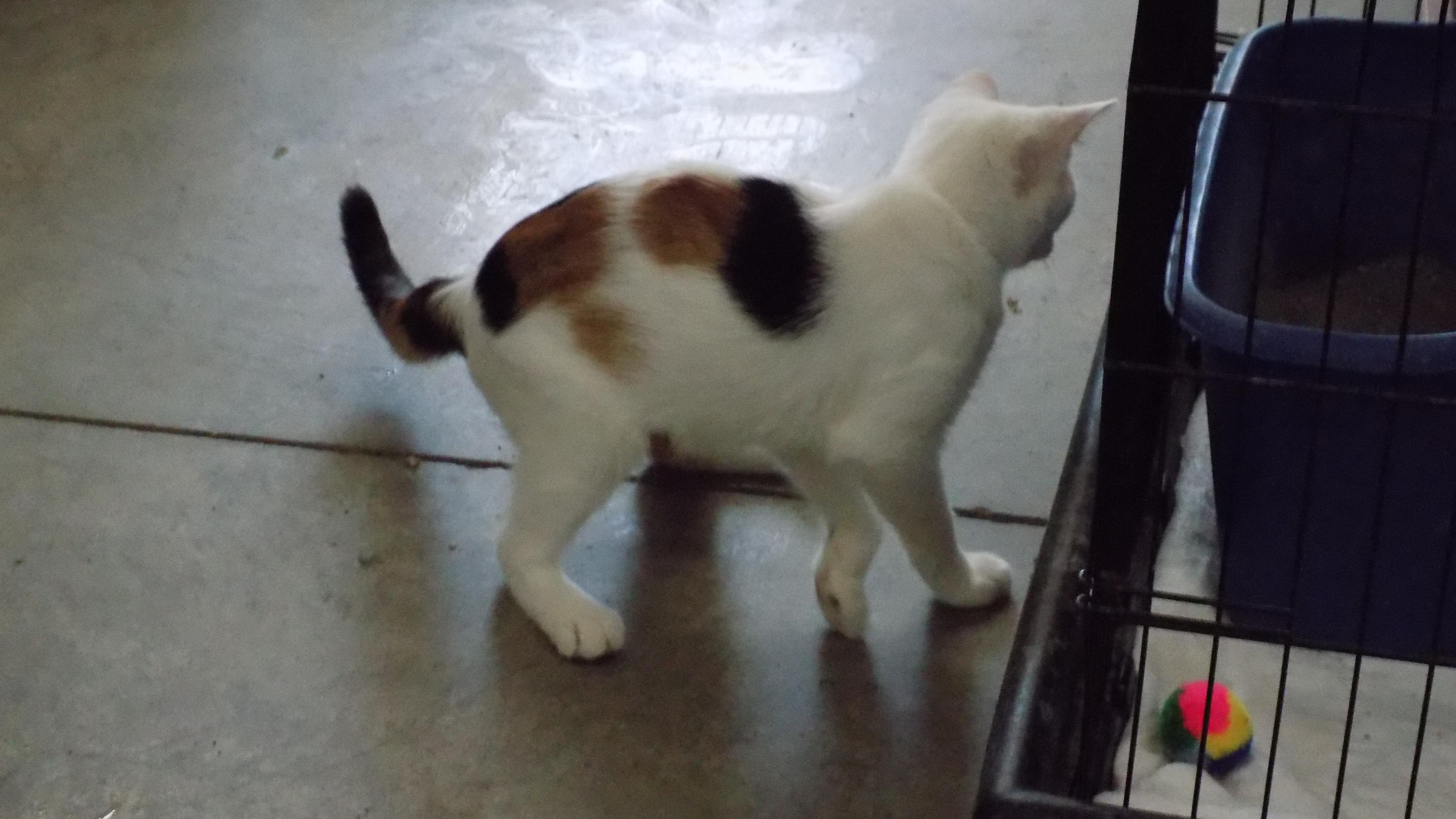 Carmel, a Adoptable Domestic Short Hair in Savanna, IL image 3/4