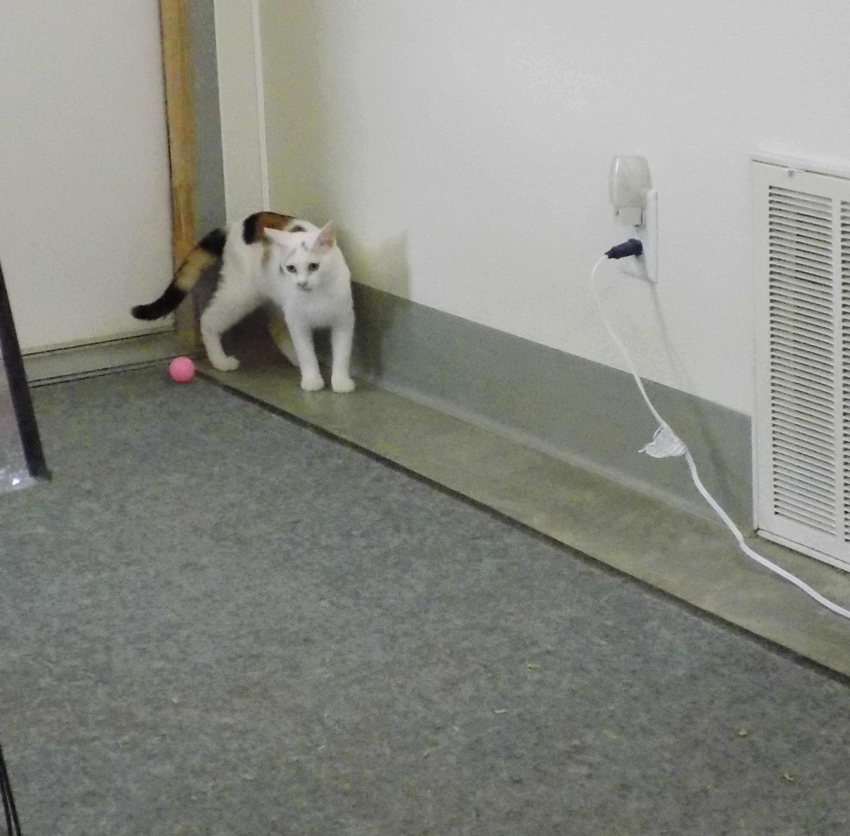 Carmel, a Adoptable Domestic Short Hair in Savanna, IL image 4/4