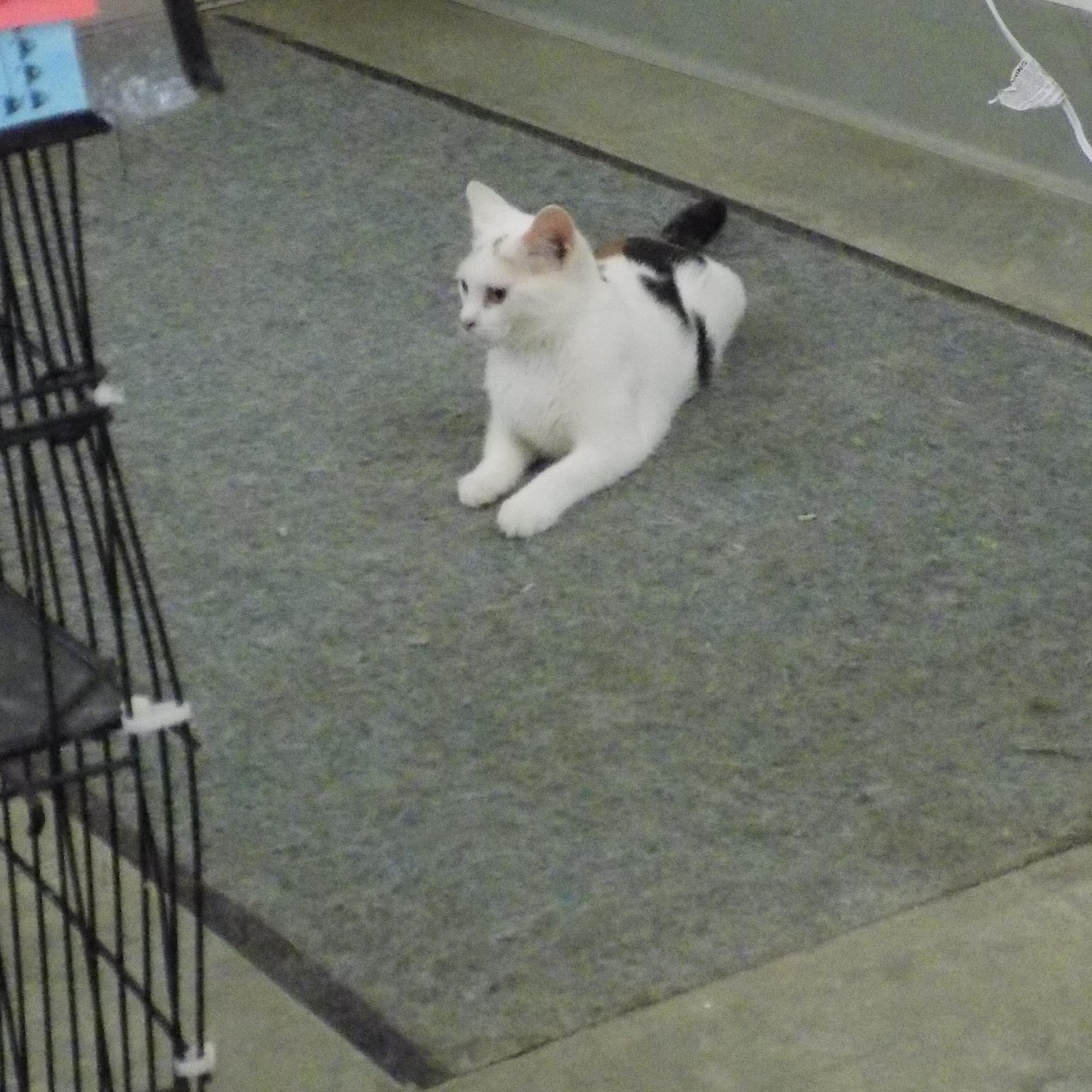 Carmel, a Adoptable Domestic Short Hair in Savanna, IL image 6/6