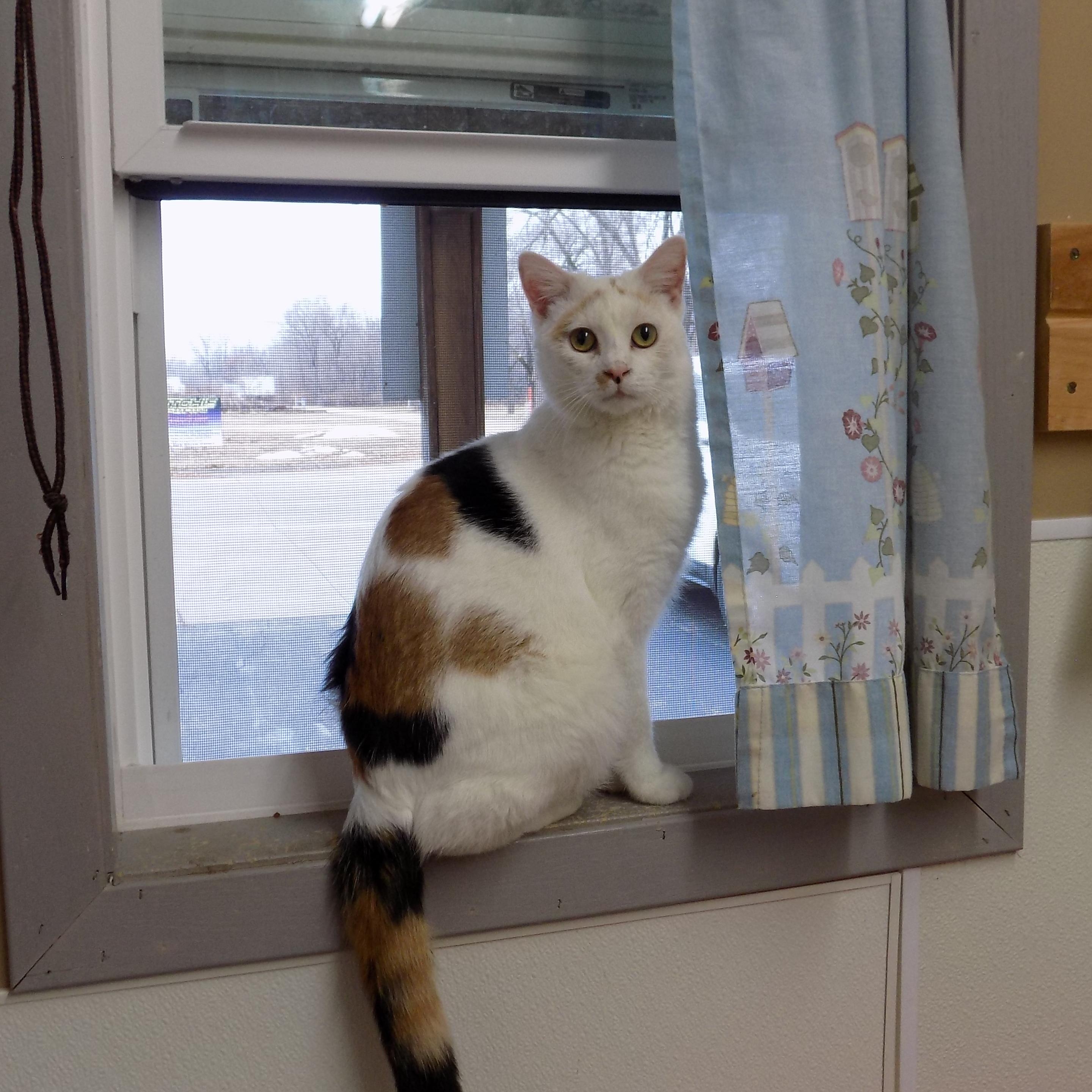 Carmel, a Adoptable Domestic Short Hair in Savanna, IL image 1/6