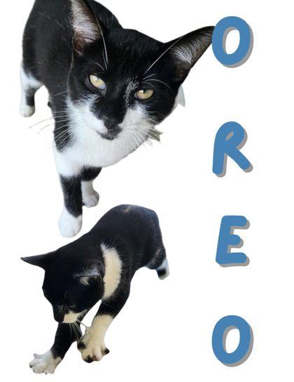 Oreo Blizzard, Adoptable, Young Male Domestic Short Hair & Domestic Short Hair.