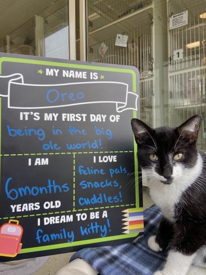 Enlarge Oreo Blizzard, a Adoptable mixed breed in Columbus, IN image 2/2