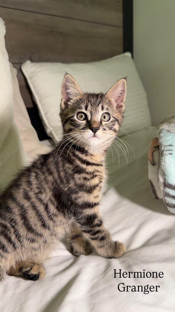 HERMIONE GRANGER, Adoptable, Kitten Female Domestic Short Hair.