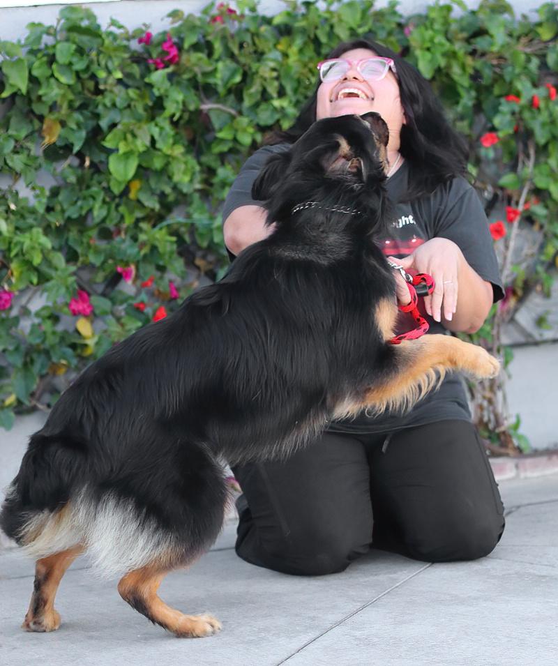 Enlarge Luna von Halloween , a Adoptable mixed breed in Los Angeles, CA image 2/6