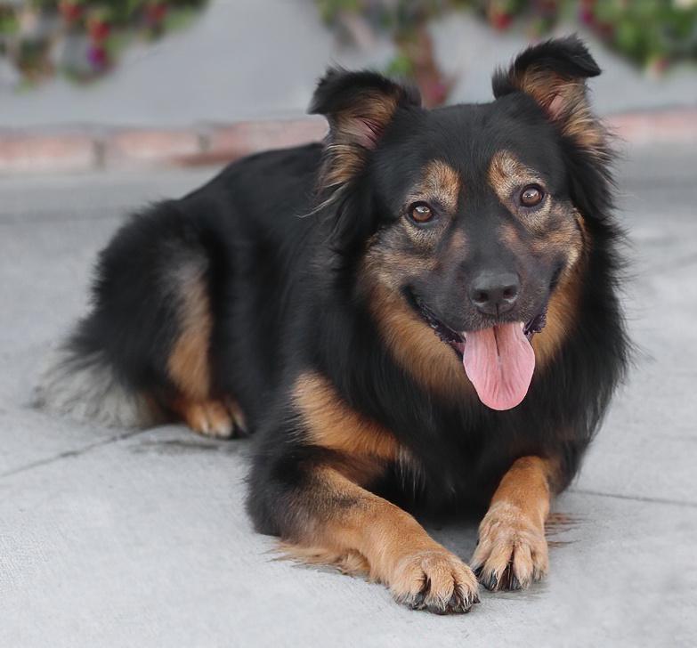 Enlarge Luna von Halloween , a Adoptable mixed breed in Los Angeles, CA image 5/6