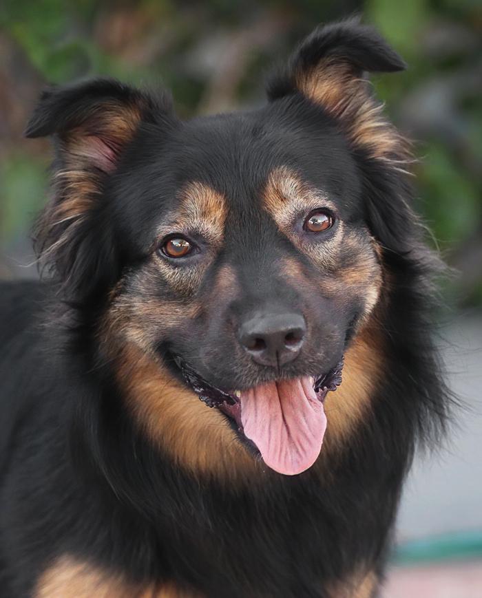Enlarge Luna von Halloween , a Adoptable mixed breed in Los Angeles, CA image 4/6