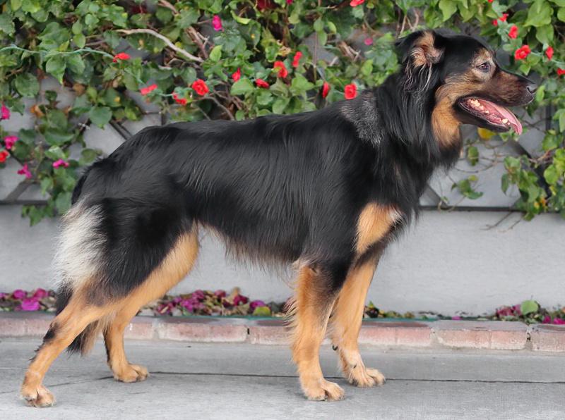 Enlarge Luna von Halloween , a Adoptable mixed breed in Los Angeles, CA image 6/6