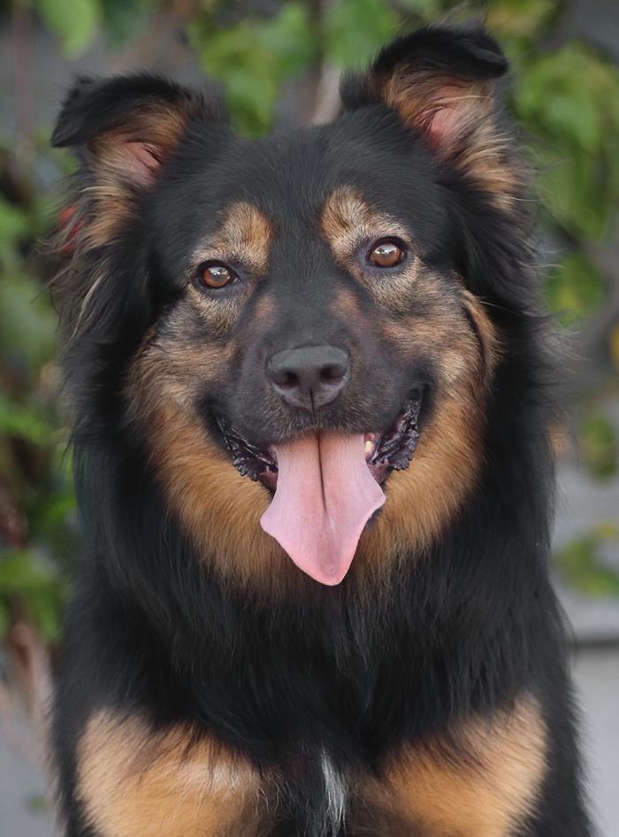 Luna von Halloween , Adoptable, Young Female German Shepherd Dog.
