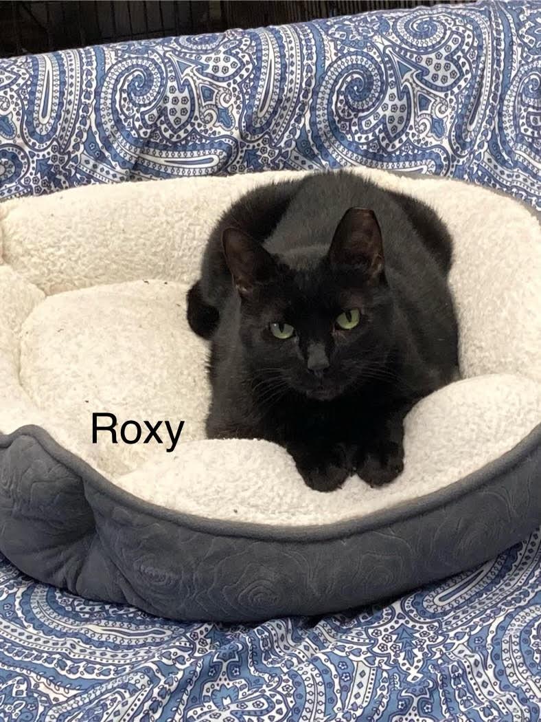Enlarge Roxy, a Adoptable American Shorthair in Pensacola, FL image 1/1