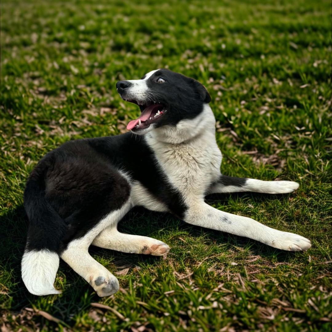 Reacher, a ADOPTABLE Border Collie in Lancaster, KY image 2/2