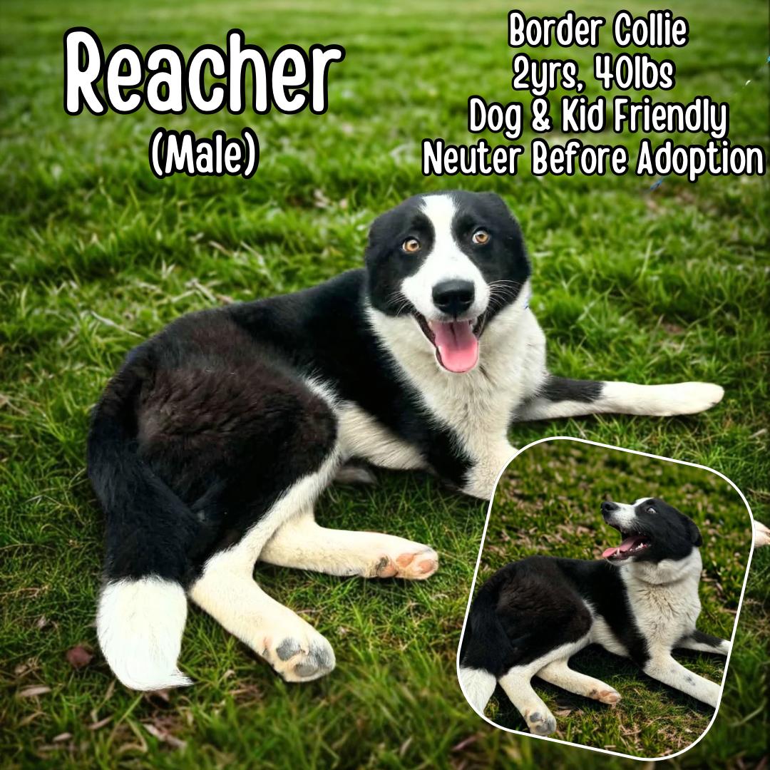 Reacher, ADOPTABLE, Young Male Border Collie.