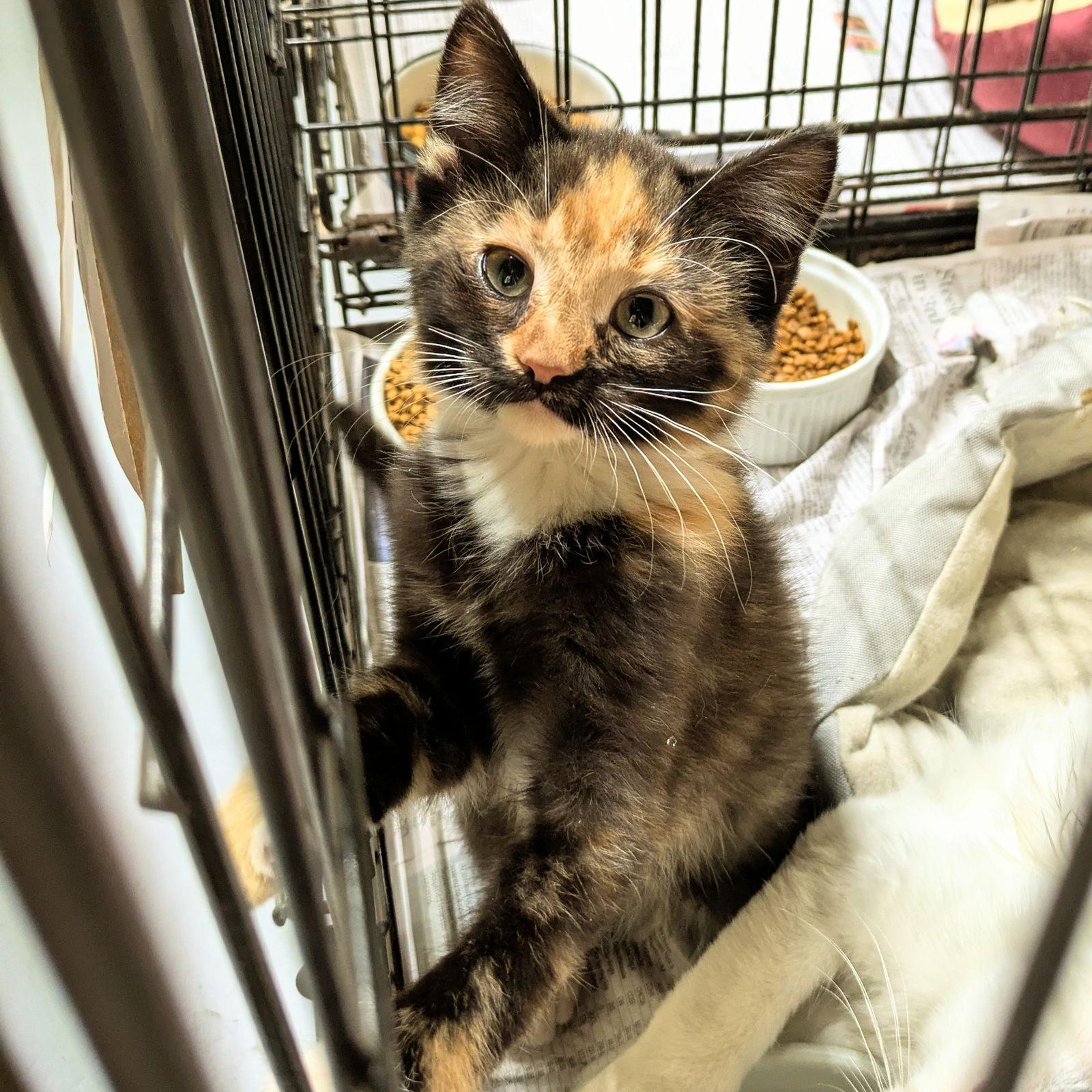 Molly, Adopted, Young Female Domestic Medium Hair & Calico.