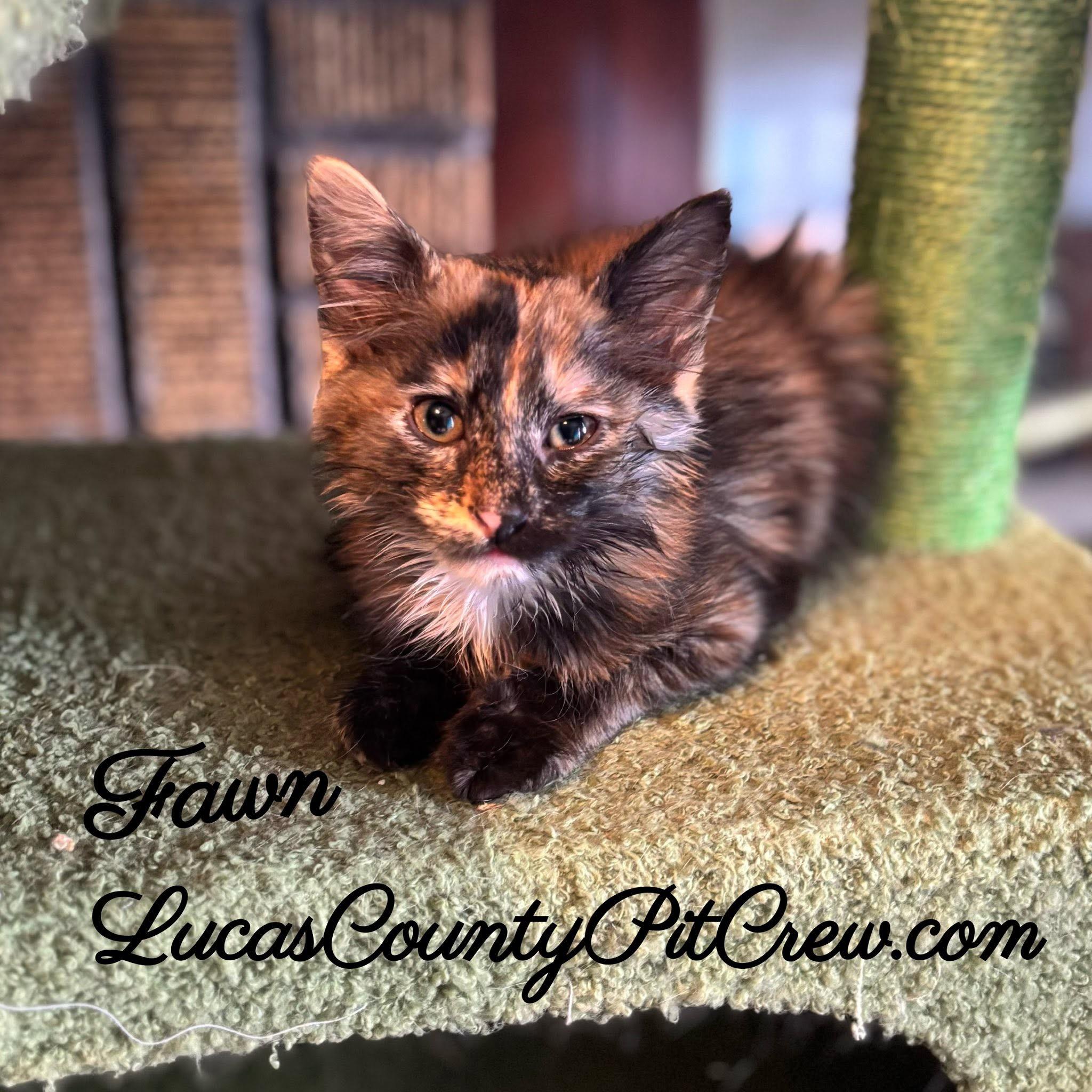 Fawn, adopted, Kitten Female Tortoiseshell & Domestic Medium Hair.