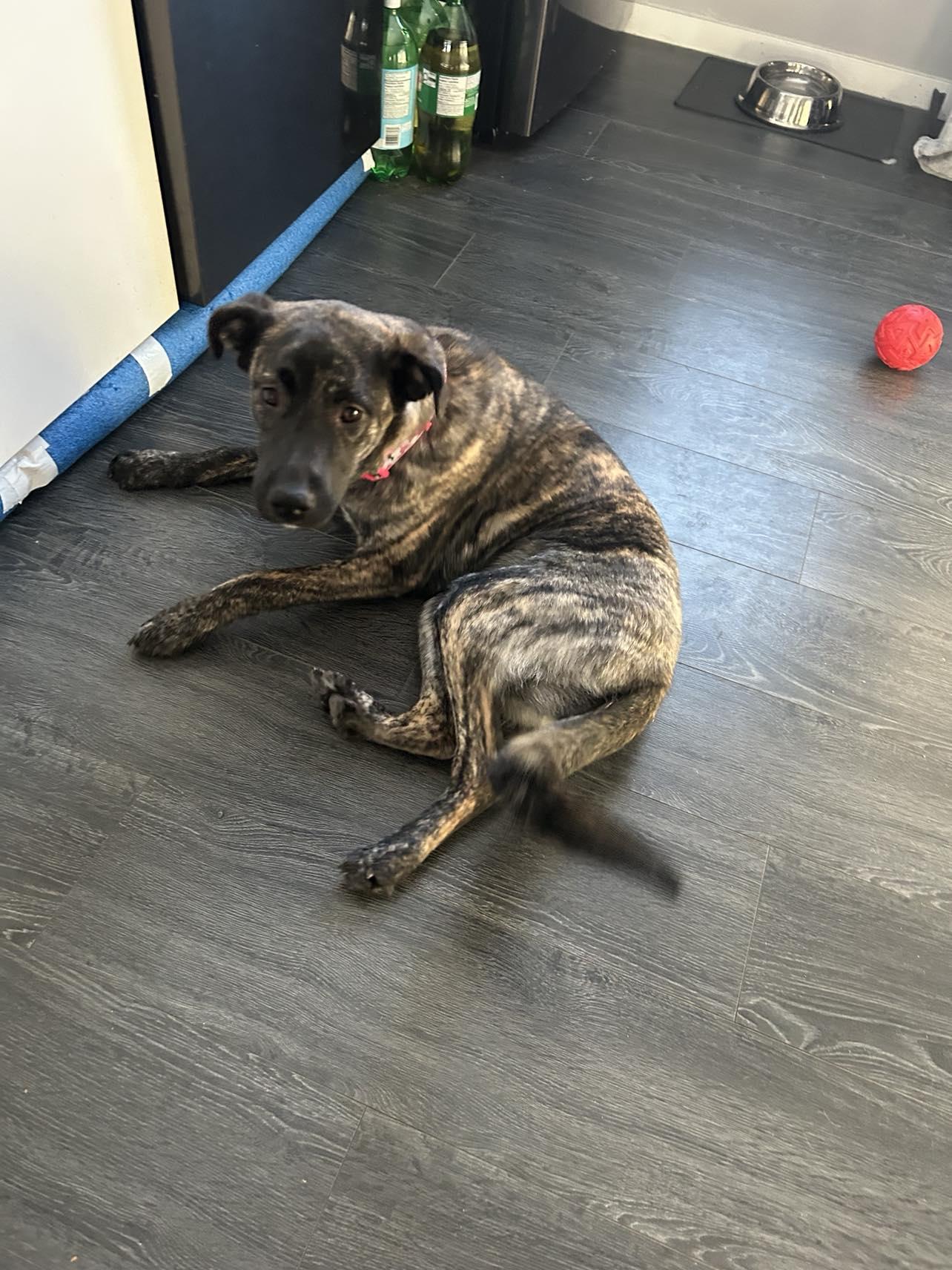 Enlarge Olivine, a ADOPTABLE mixed breed in Winnipeg, MB image 3/6