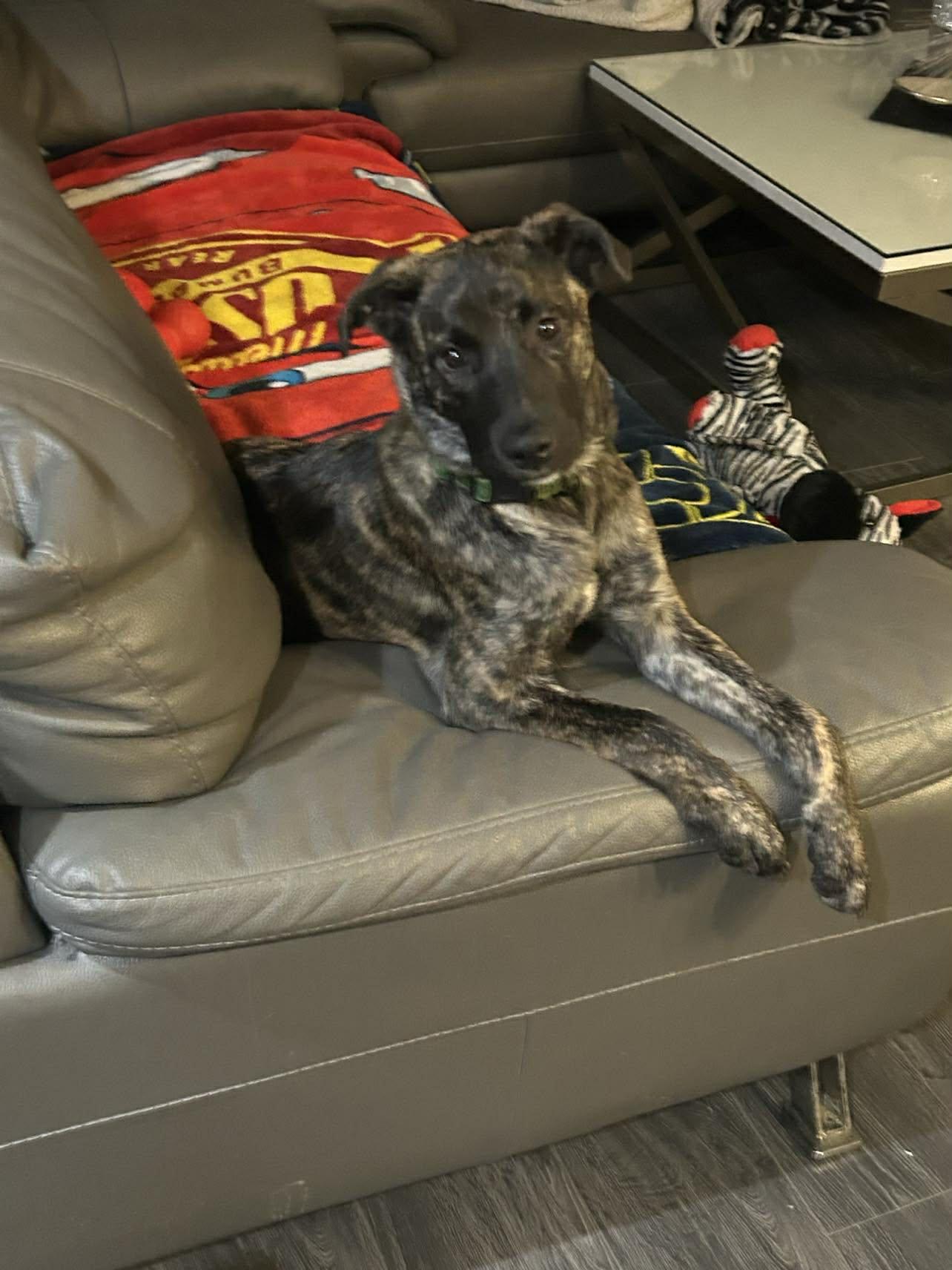 Enlarge Olivine, a ADOPTABLE mixed breed in Winnipeg, MB image 6/6