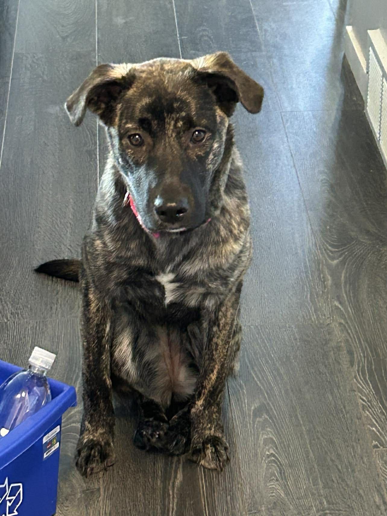 Olivine, ADOPTABLE, Young Female Mixed Breed.