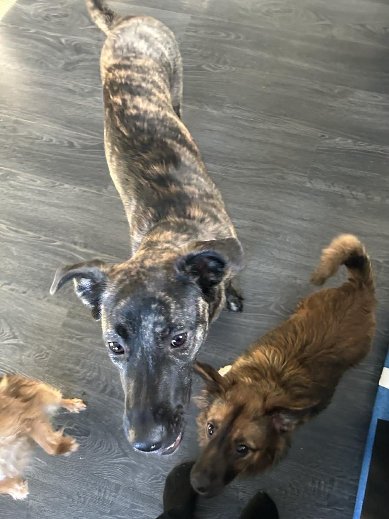 Enlarge Olivine, a ADOPTABLE mixed breed in Winnipeg, MB image 5/6