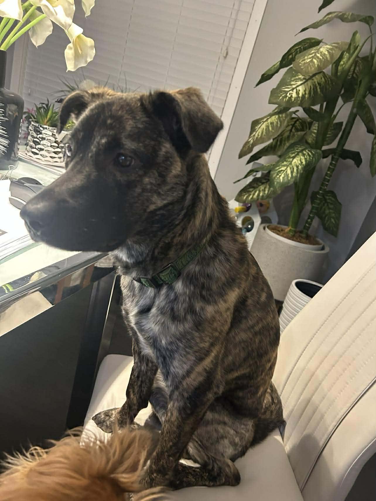 Enlarge Olivine, a ADOPTABLE mixed breed in Winnipeg, MB image 4/6