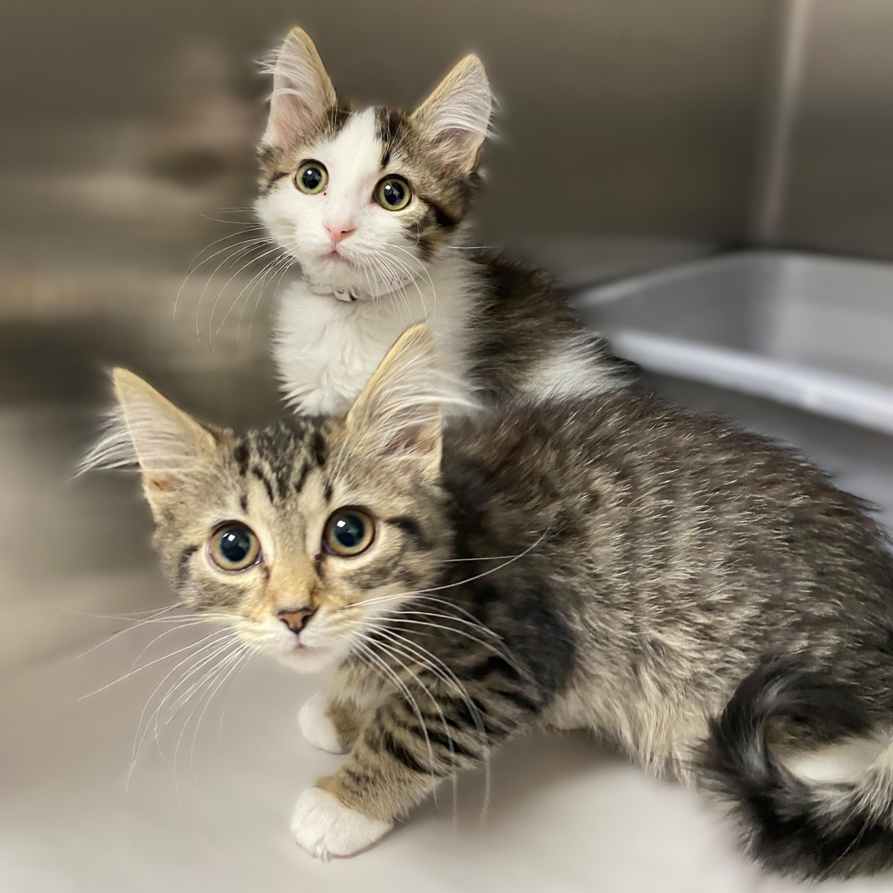 Tina & Louise- #49909/49908, ADOPTABLE, Kitten Female Domestic Medium Hair.